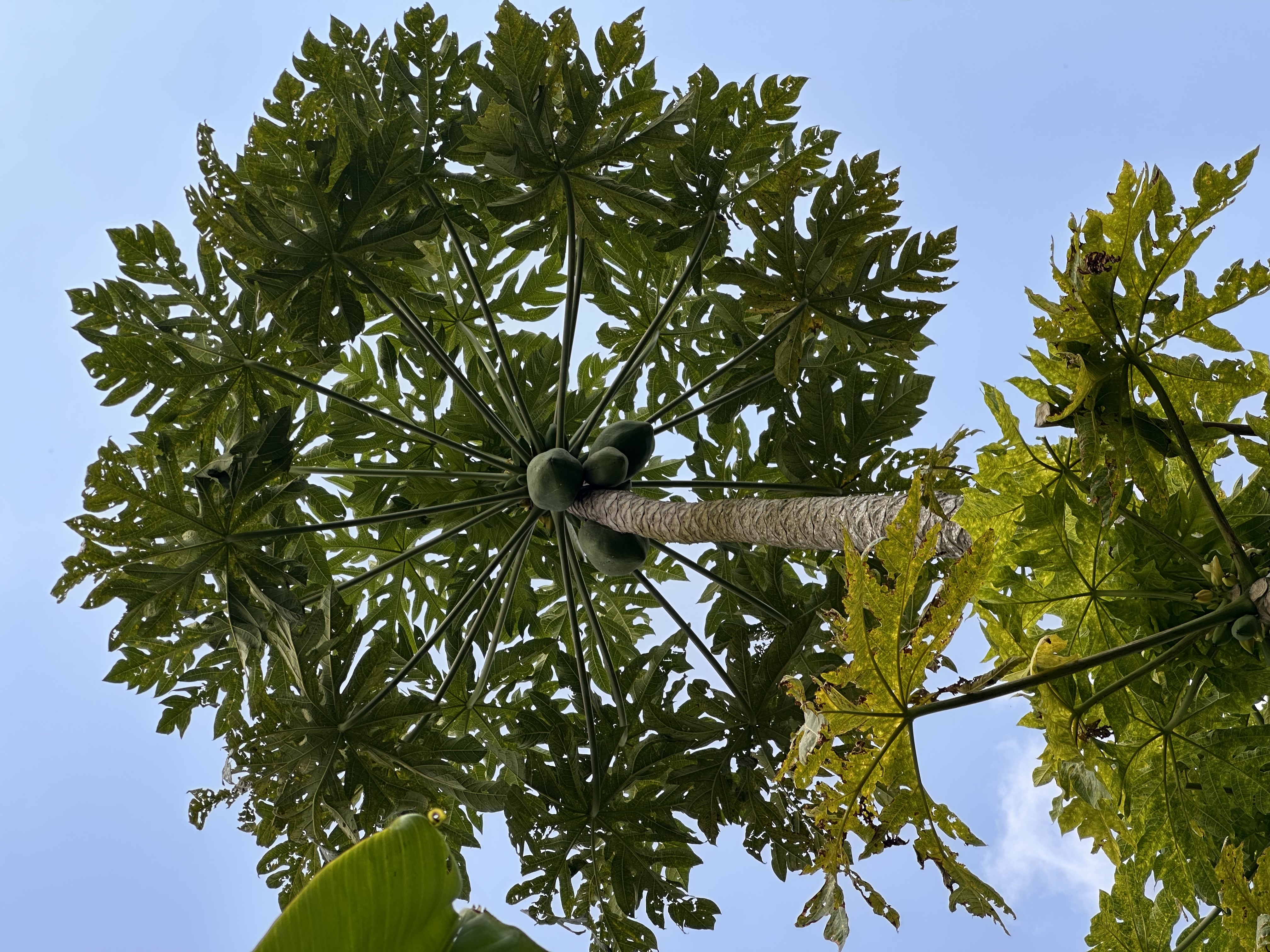 Infrastructure Development